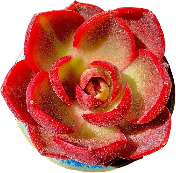 FWPP Live Succulents Plants Echeveria Red Lantern 2.5 inches,Rare red Succulents Bare Root Without Pot Soil, Live Plants Indoor Office Decoration Wedding and Gift by GreenHaven Gardens