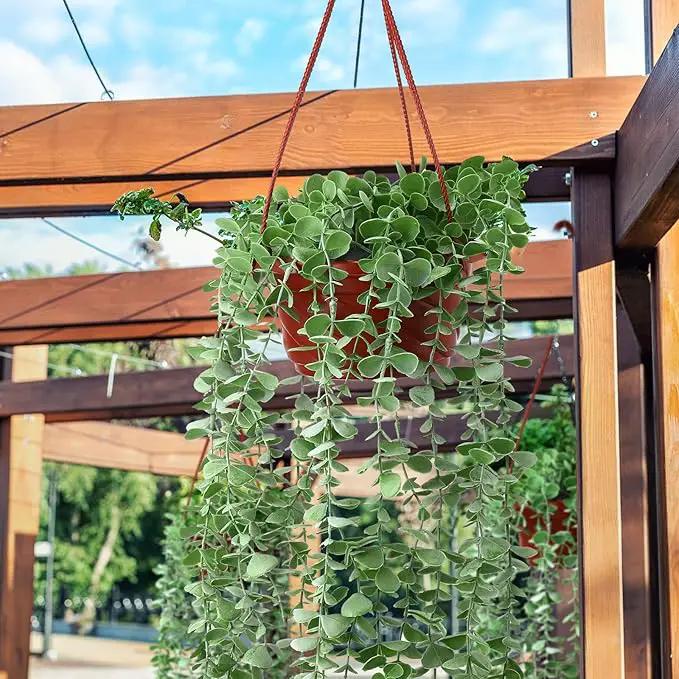 Tioncy 50 Pcs Plastic Hanging Planter Round Hanging Pot for Plants Containers with Hook Flower Plant Pots Holders for Outdoor Indoor Plant Balcony Garden Decor(Coffee) by GreenHaven Gardens