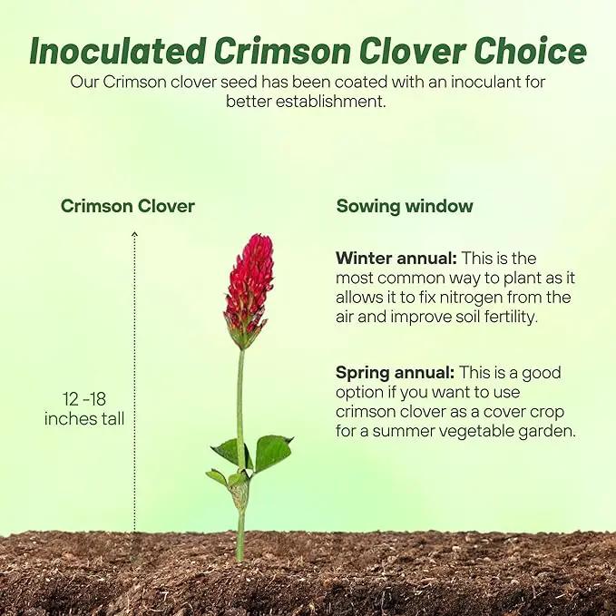 Outsidepride Crimson Clover Seeds - 1/4 lbs. Annual, Nitrocoated, & Inoculated Ground Cover Seeds, Ideal Clover Seed for Lawn, Cover Crop, Pasture, Hay, Green Manure & Wildlife Forage by GreenHaven Gardens