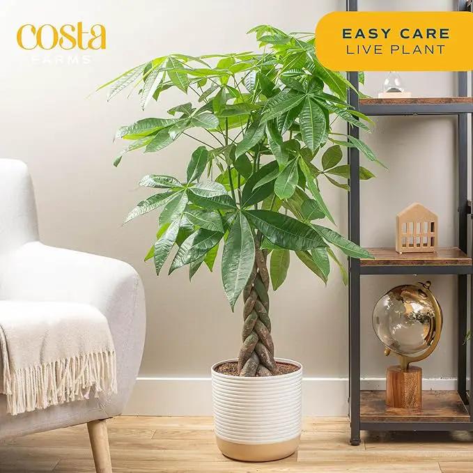 Costa Farms Live Plants (2-Pack), Money Tree and Bird of Paradise, Easy to Grow Large Indoor Outdoor Houseplants in 10-Inch Plant Pots, House Plant Gift, Office, Living Room, Home Decor by GreenHaven Gardens