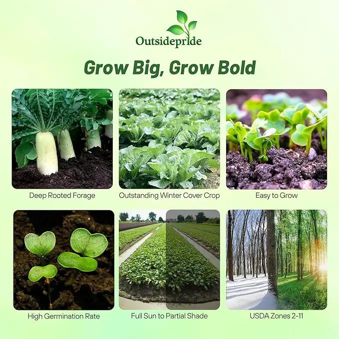 Outsidepride Annual Daikon Radish Seeds - 50 lbs. Chinese, Japanese, & Oriental Radish Seeds for Soil Health, Erosion Control, & Soil Aeration - Ideal for Gardens, Cover Crops, Pastures, & Food Plots by GreenHaven Gardens