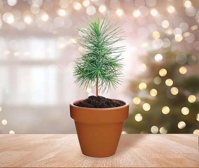 BUZZY Seeds Spruce Terracotta Mini Grow Pots | Tree Starter Kit for Kids & Adults | Bulk 20-Pack | Guaranteed to Grow | Best Indoor Grow Your Own Gardening Gift | Craft & Classroom Projects by GreenHaven Gardens