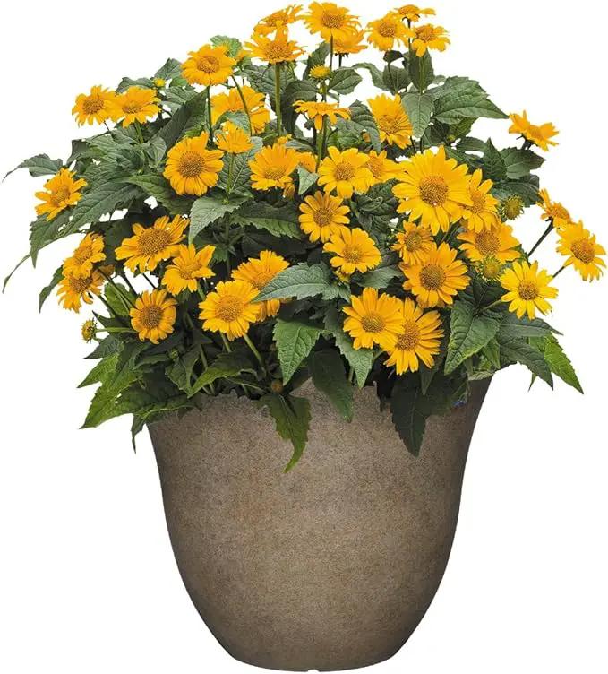 Classic Home and Garden Honeysuckle Planter, Patio Pot, 13" Fossil Stone (One Pack) (Pack of 4) by GreenHaven Gardens