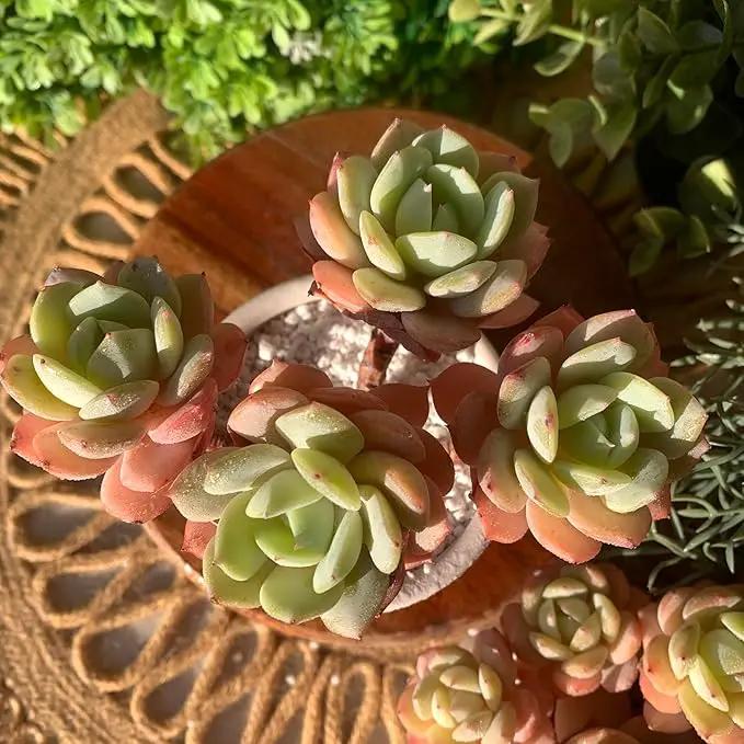 FWPP Live Succulents Plants Echeveria Love Song 3.5 inches,Rare Succulents Bare Root Without Pot Soil, Live Plants Indoor Office Decoration Wedding and Gift by GreenHaven Gardens