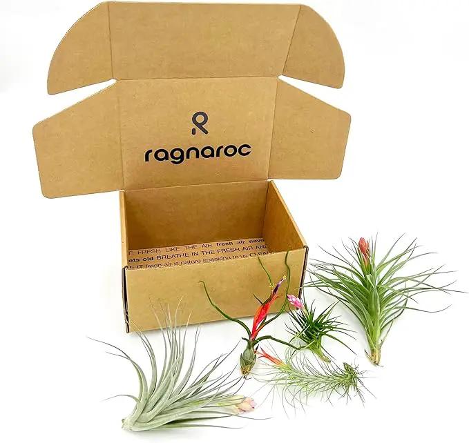 Air Plants - Elsker Gift Box - Large 4" - 5ct - Live Arrival Guaranteed - House Plants for Home Decor & Gift by GreenHaven Gardens