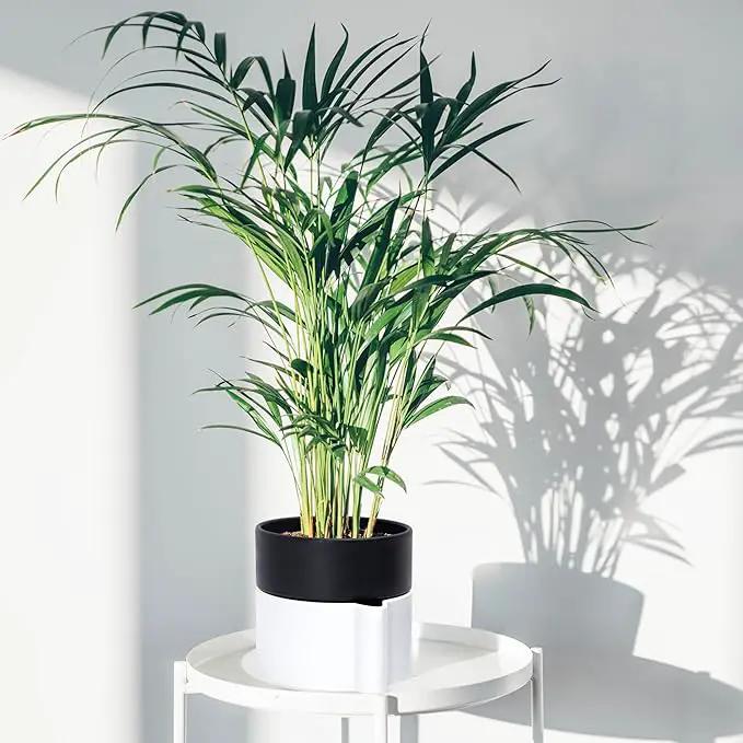 8 Inch Self-Watering Planter Pot with Terracotta Insert, Deep Water Reservoir, and Ceramic-Alike BPA-Free Plastic Planter Pot for Plant, Modern Planter for Houseplants, White/Black, 53-B-T-4 by GreenHaven Gardens