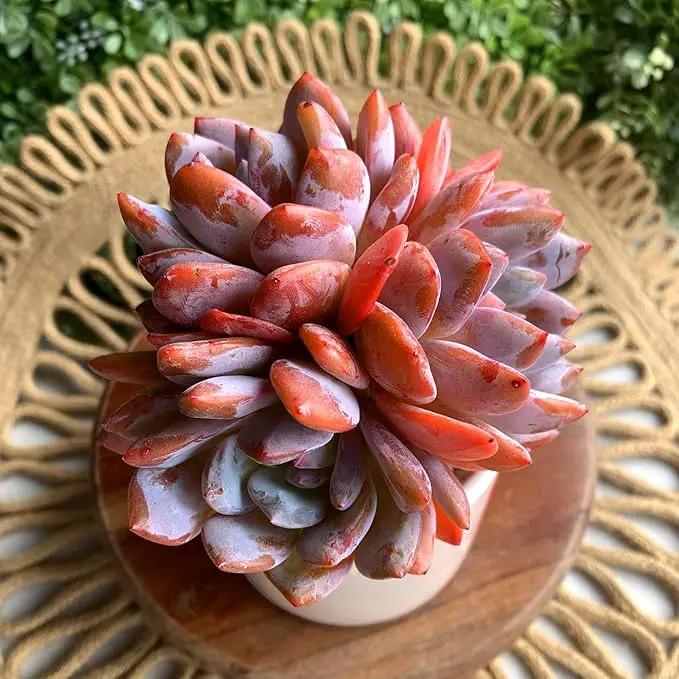 FWPP Succulent Plants Live Echeveria Orange Monroe,3-4 Head 3.5 inches Pink Mini Plants,Bare Root Without Pot Soil Live Plants,Wedding Garden Indoor House Baby Shower Decor Friend Plant Lover Gift by GreenHaven Gardens