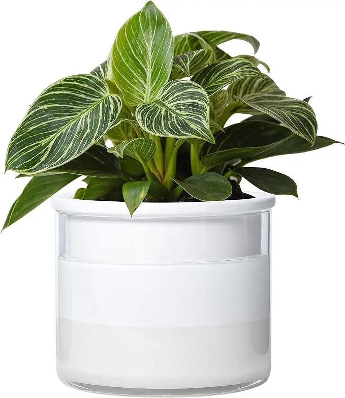 Phoenix Vine 6 Inch Self Watering Planter Pot, Design White Terracotta Pot for Plants, Indoor Cylinder Terra Cotta Pot with Glass Vase, Set of 1, 51-B-F-1 by GreenHaven Gardens