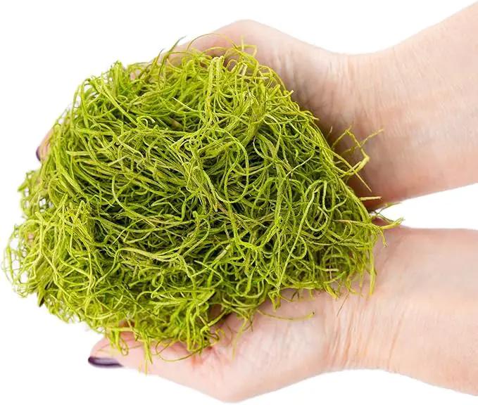 Premium Spanish Moss in Spring Green| Natural Preserved - Great Ground Cover - Filler for Potted Plants - by GARDENERA - 5 Quart Bag by GreenHaven Gardens