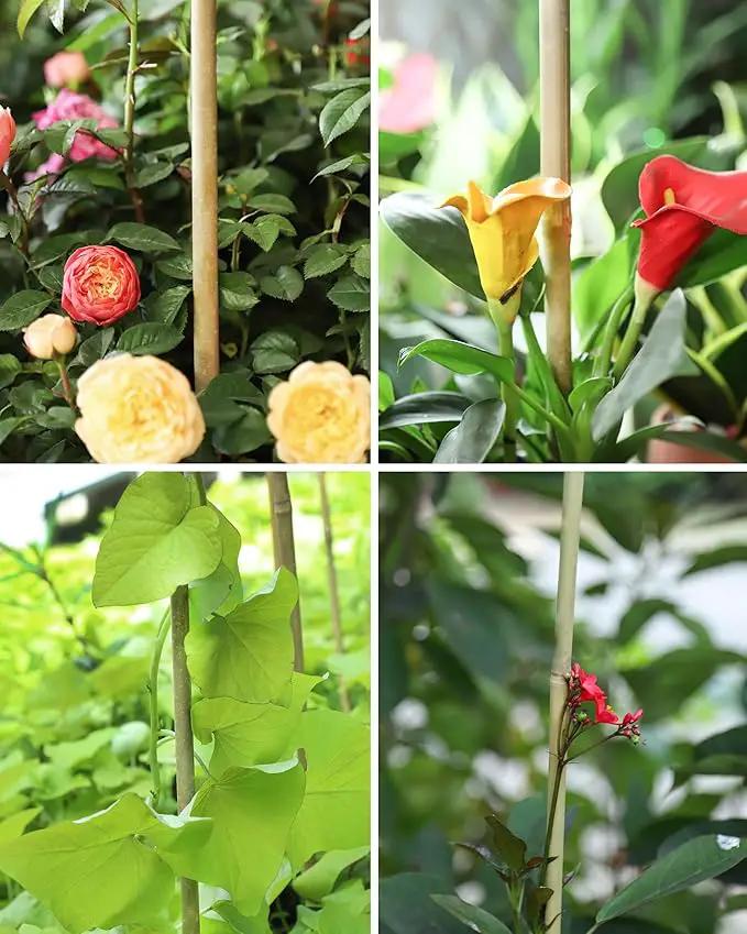 2ft Natural Bamboo Plant Stakes for Tomatoes, Beans, Flowers, Potted, Climbing Plants 25pcs by GreenHaven Gardens