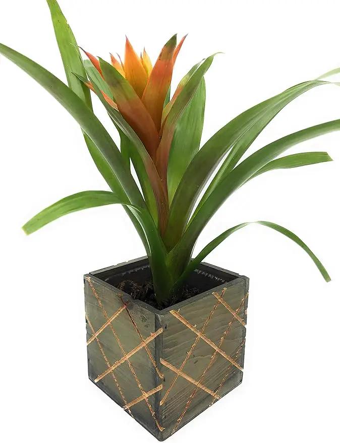 Wood Planter Box with Diamond Cross Hatch Style, 5 Inch Square, Rustic Barn Wood, Plastic Liner, Wedding Flowers Holder, Home and Venue Decor (5x5 Diamond Cross Hatch Set of 4, Natural) by GreenHaven Gardens