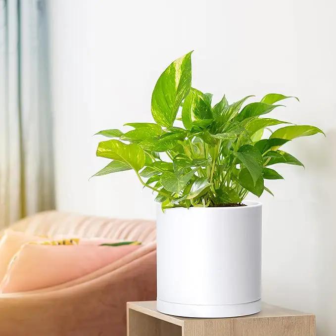 D'vine Dev 4 Pack 6.5 Inch Modern Plastic Plant Pots, Small Garden Planters for Plant with Drainage Holes and Saucers, White Color, 74-Z-L-2 by GreenHaven Gardens