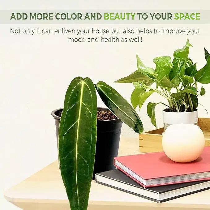 LEAL PLANTS ECUADOR Anthurium Warocqueanum (Pack of 2)| Green Live Plant for Indoors |Rare and Exotic Indoor Plants for Living Room | Queen Anthuriums House Plants | Warocqueanum Heart Plant by GreenHaven Gardens