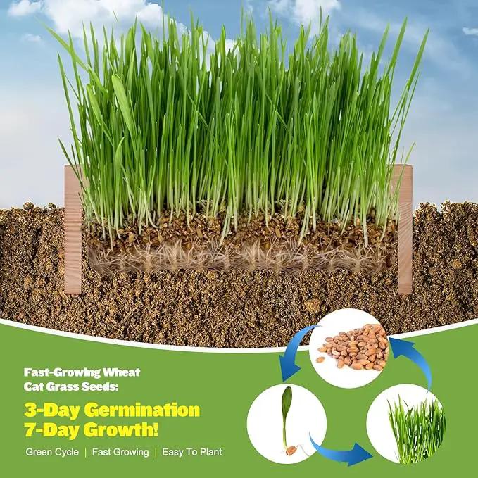Organic Cat Grass Kit for Indoor Cats - 3 Pack with Cat Grass Seeds, Nutrient Soil & Planter Pots | Complete Growing Set for Fresh Pet Grass (Non-GMO Wheat Grass) by GreenHaven Gardens