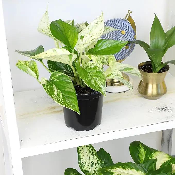 Live Pothos Plants (4PK) Indoor Plants Live Houseplants, Pothos Live Plant House Plants, Money Plant Indoor Pothos Plant Decor, Devils Ivy Trailing Plants Live by Plants for Pets,Black by GreenHaven Gardens