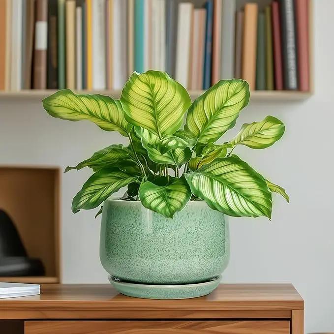 G EPGardening Ceramic Pots for Plants - 6 Inch Plant Pot with Drainage Hole and Saucer, Modern Ceramic Planter for Indoor Outdoor, Round Flower Planter, Gifts for Plants Lovers, Home Decor, Green by GreenHaven Gardens