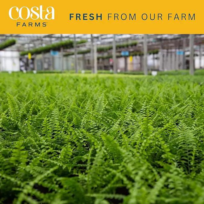 Costa Farms Kimberly Queen Fern, Live Indoor Plant, Houseplant in Grower Pot, 2-3 Feet Tall by GreenHaven Gardens
