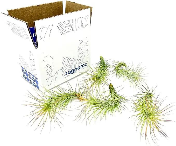 Air Plants - Tillandsia Funckiana, Large 5" - 5ct - Live Arrival Guaranteed - House Plants for Home Decor & Gift by GreenHaven Gardens