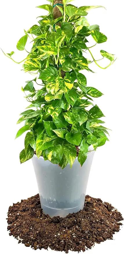 Premium Pothos Potting Soil Mix - Air Cleaning Plant Potting Mix, Soil Mix for Pothos, Parlor Palm, Peace Lily - (2 Quart Bag) by GreenHaven Gardens