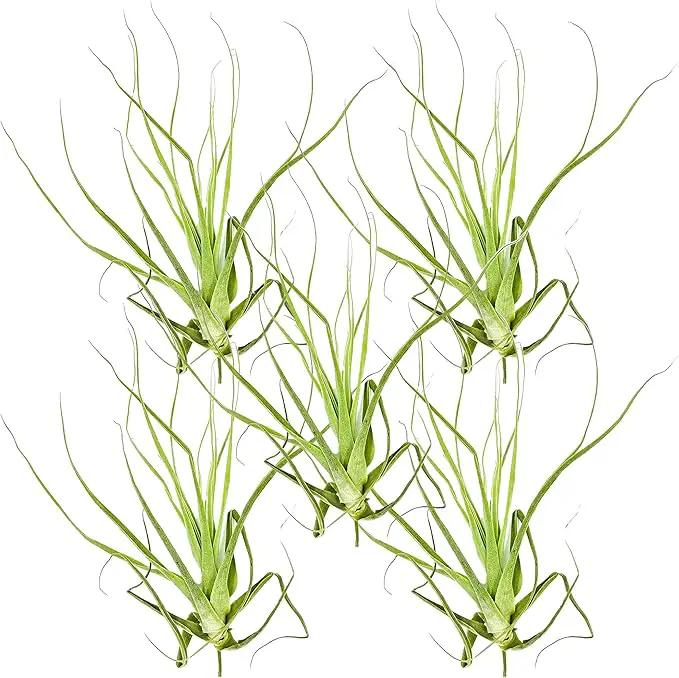 Air Plants - Tillandsia Straminea Jumbo 6-9" - 5ct - Live Arrival Guaranteed - House Plants for Home Decor & Gift by GreenHaven Gardens