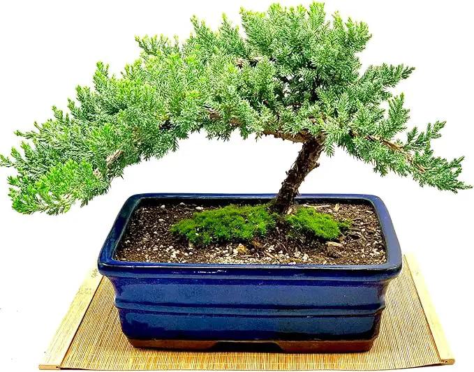 Live Dwarf Juniper Bonsai Tree 12+ Years Old with Bamboo mat| Juniper or Jade Bonsai Tree | Indoor/Outdoor | 100% Handcrafted| Home and Office Décor | Best Gift for Holiday (style3) by GreenHaven Gardens