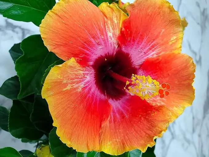 Fiesta Hibiscus Bush - Live Hibiscus Flowering Plant - Tropical Flower Plant - 1 Gallon Planter - Overall Height 10" to 14" - Tropical Plants of Florida (Plant Only) by GreenHaven Gardens