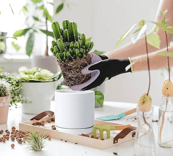 D'vine Dev 6 Inch Ceramic Planter Pot with Drainage Hole and Saucer, Indoor Cylinder Round Flower Pot, White, 94-O-C-1 by GreenHaven Gardens