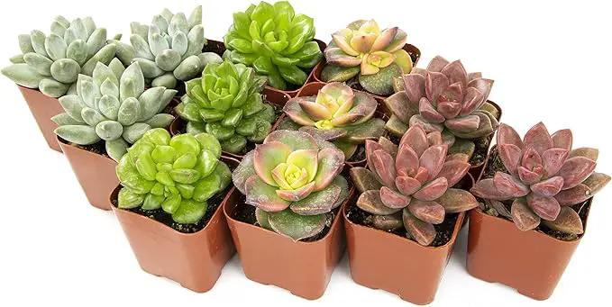 Succulents Plants Live (12PK) Potted Succulent Plants Live House Plants, Cactus Plants Live Plants Indoor Plants Live Houseplants, Indoor Plant Succulents Live Plant House Plant by Plants for Pets by GreenHaven Gardens