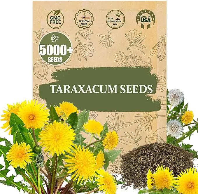 Premium Taraxacum Dandelion Seeds - 5000 Non-GMO Heirloom Purple-Stem Dandelion Seeds for Planting, Herbal Tea & Pollinators –Most Medicinal Variety (Taraxacum) by GreenHaven Gardens