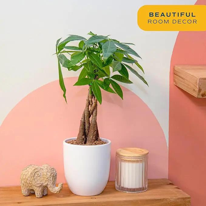 Costa Farms Money Tree, Easy Care Indoor Plant, Live Houseplant in Ceramic Planter Pot, Bonsai Potted in Potting Soil, Home Décor, Birthday Gift, New Home Gift, Outdoor Garden Gift, 16-Inches Tall by GreenHaven Gardens