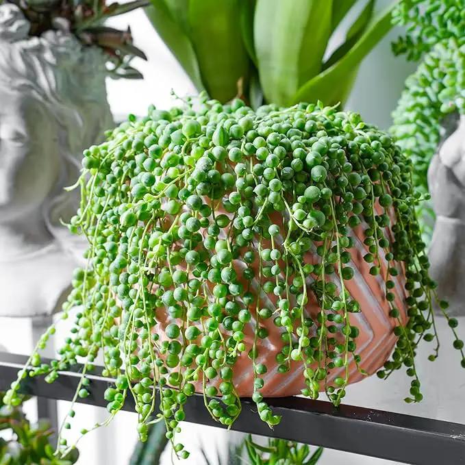 String of Pearls (4-inch), Succulents Plants Live, Succulent Plants Fully Rooted in Pots with Soil, Easy-Care House Plant for DIY, Home Office Decor, Wedding Party Favor by GreenHaven Gardens