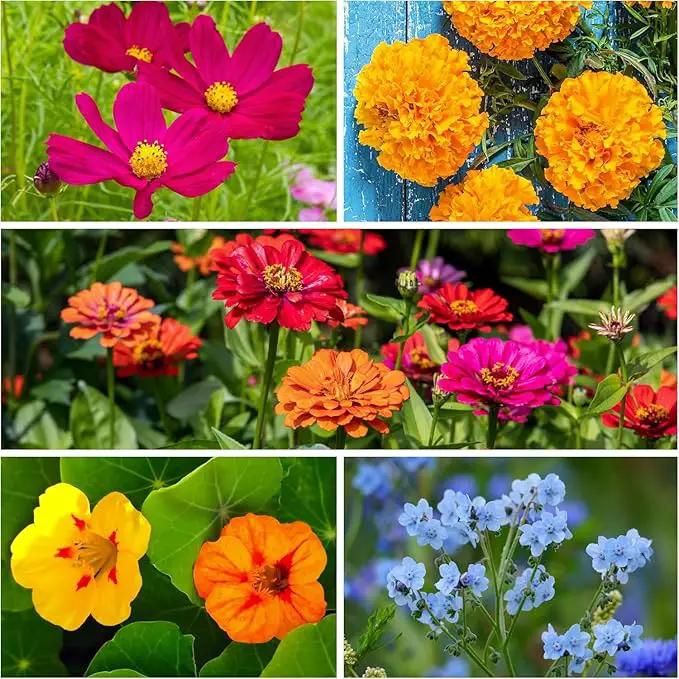 Seed Needs Wildflower Seeds Hummingbird and Butterfly Seed Mix | 2 Packs (1 Ounce Each) No Filler 23 Varieties Garden Seeds Annual & Perennial Species | Pollinator Attracting Flower Seed | Bulk by GreenHaven Gardens