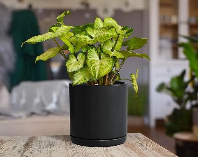 D'vine Dev 6 Inch Ceramic Planter Pot with Drainage Hole and Saucer, Indoor Cylinder Round Flower Pot, Black, 94-O-C-2 by GreenHaven Gardens