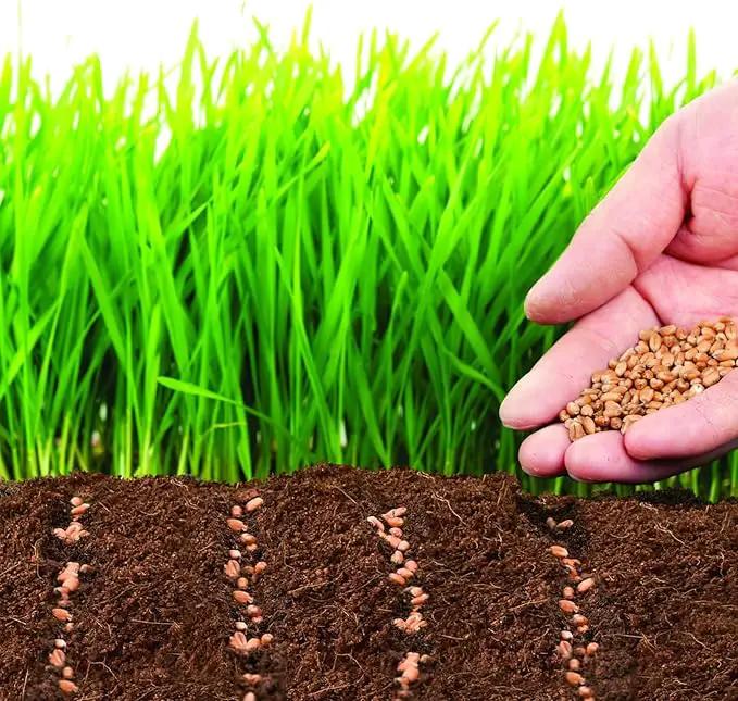 ZeeDix 50Pcs 40mm Compressed Coco Coir Fiber Potting Soil Seed Starters - Organic Coco Coir Pellet Fiber Soil for Planting Bonsai, Herbs, Flowers and Vegetables by GreenHaven Gardens