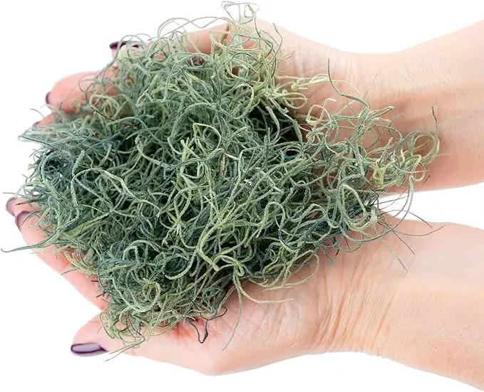 Premium Spanish Moss in Basil| Natural Preserved - Great Ground Cover - Filler for Potted Plants - by GARDENERA - 3 Quart Bag by GreenHaven Gardens