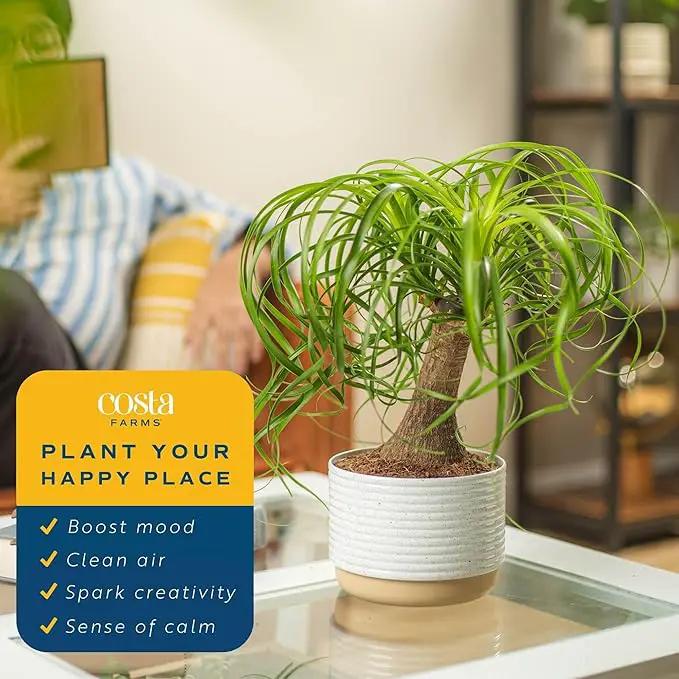 Costa Farms Ponytail Palm Bonsai, Easy to Grow Live Indoor Plant in Indoors Garden Planter Pot, Air Purifying Houseplant, Housewarming, Birthday Gift, Office, Home, and Room Décor, 1 Foot Tall by GreenHaven Gardens