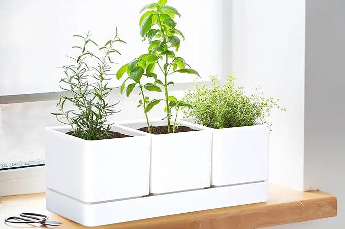 D'vine Dev Herb Garden Planter Set, Plastic Plant Pots with Drainage and Saucer, Indoor Succulent Cactus Vegetable Pot for Windowsill, Garden Balcony, White, Set of 1, 76-V-A-1 by GreenHaven Gardens