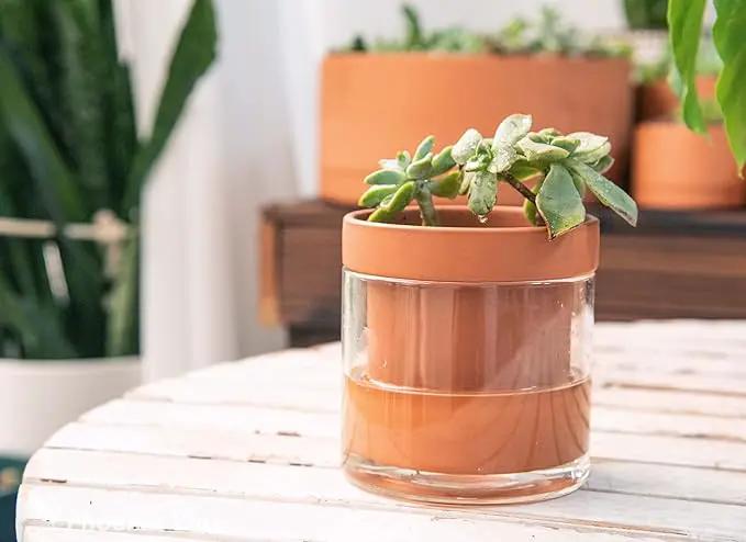 Phoenix Vine 4 Inch Self Watering Planter Pot, Terracotta Clay Pot with Glass Reservoir for Indoor Plants, Herbs, Flowers, Set of 1, 52-A-E-1 by GreenHaven Gardens