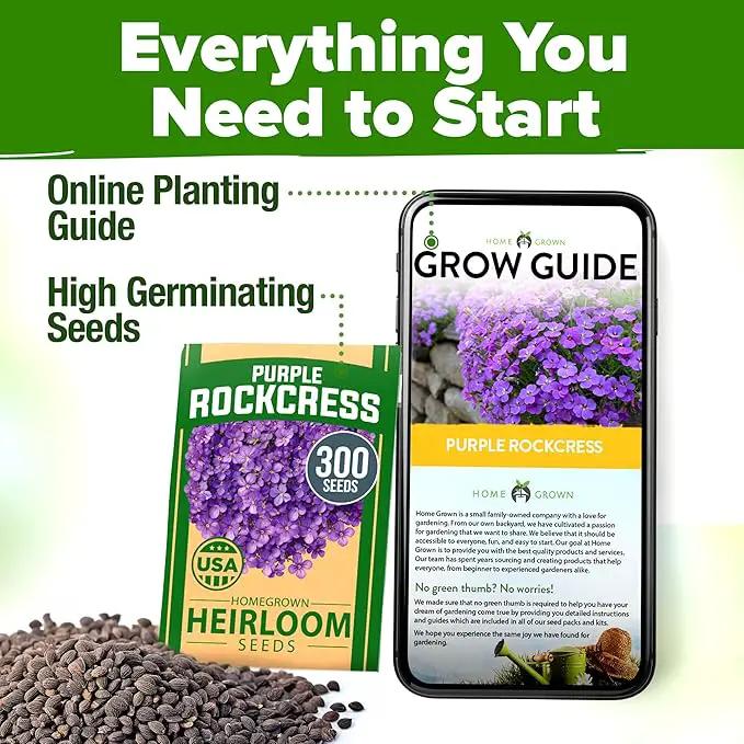 HOME GROWN 𝗨𝗦𝗔 𝗣𝗥𝗘𝗠𝗜𝗨𝗠 Aubrieta Rock Cress Purple, Flowering Ground Cover Seed Pack, Perennial Cress Seeds for Planting Outdoor Lawn Gardens 300 𝗡𝗢𝗡-𝗚𝗠𝗢 Aubrieta deltoidea Flower Seeds by GreenHaven Gardens