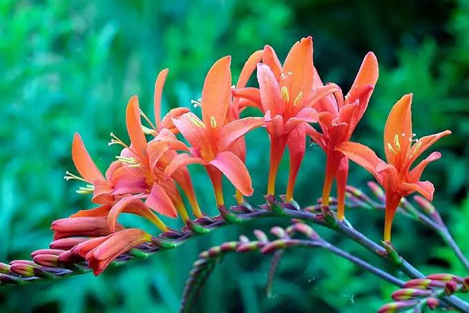 Masoniorum Crocosmia Bulbs for Planting - 5 Large Bulbs - 30-48" Flower - Perennial Bulbs for Planting Outdoors by GreenHaven Gardens