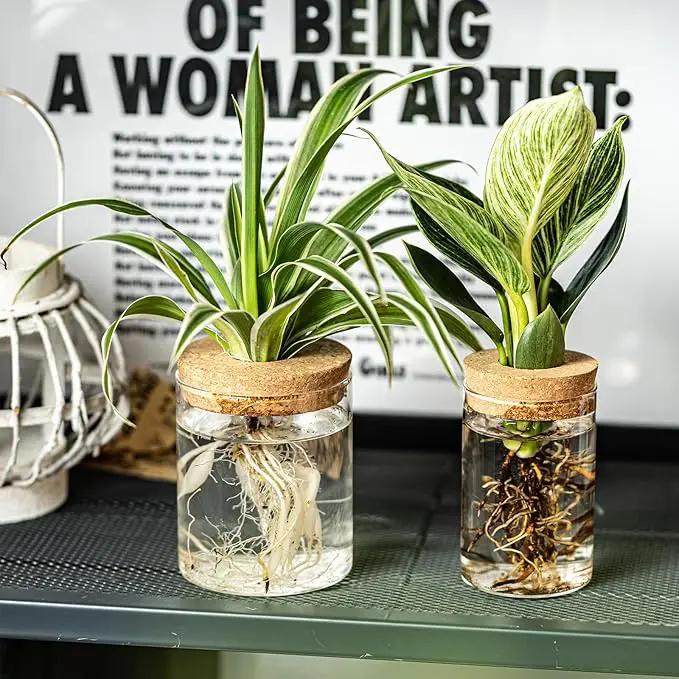 Glass Plant Propagation Stations for Plants – Set of 4(6 Large & 6 Small) Hydroponic Vases for Plant Cuttings,Flower Arrangements, Home & Office Decor–Desktop Vases for Living Room, Bedroom (12) by GreenHaven Gardens