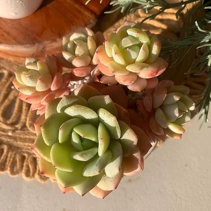 FWPP Live Succulents Plants Echeveria Love Song 3.5 inches,Rare Succulents Bare Root Without Pot Soil, Live Plants Indoor Office Decoration Wedding and Gift by GreenHaven Gardens
