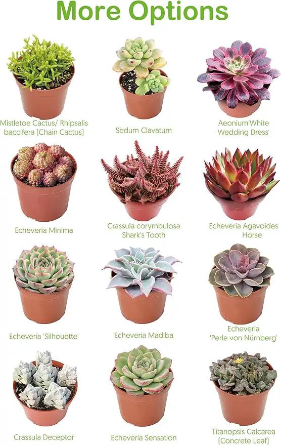Live Succulent Donkey Tails, Approx 2-inch Large, Potted Succulents, Fully Rooted, Easy Care House Plants by GreenHaven Gardens