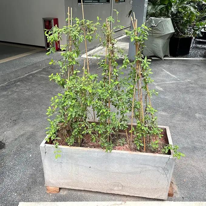 Plant Stakes,18 Inches Natural Garden Bamboo Sticks,BOVITRO 20Pcs Plant Support Stakes for Tomatoes,Beans,Vegetable and Potted Plants by GreenHaven Gardens