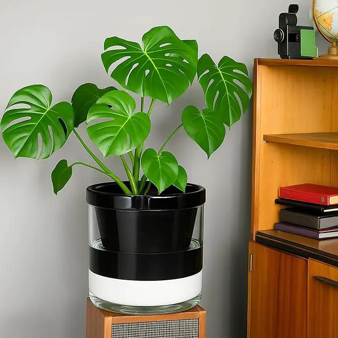 D'vine Dev 10 Inch Design Self Watering Planter for Indoor Plants, Black Terracotta Pot with Cylinder Glass Cup, 37-X-D-3 by GreenHaven Gardens