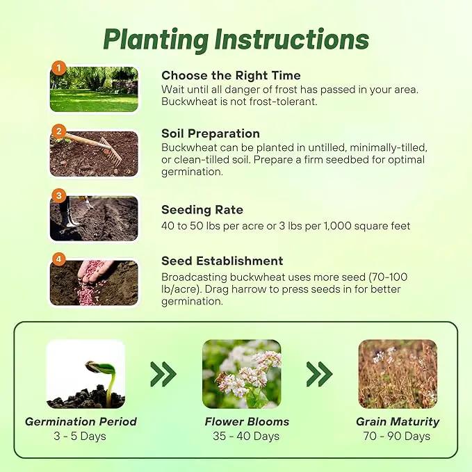 Outsidepride Buckwheat Seeds - 1oz Annual, Fast-Growing, Easy to Grow Buckwheat Cover Crop Seeds for Green Manure, Bee Pasture & Pollinators, Wildlife Habitat, Soil Improvement, and Erosion Control by GreenHaven Gardens