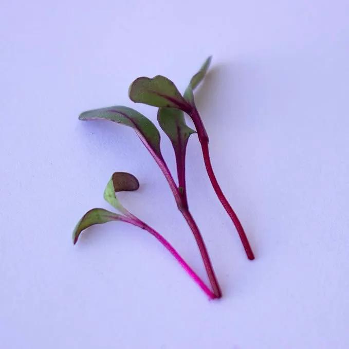 Beet Seeds - Red Round - 5 Lb ~120,000 Seeds - Beta vulgaris - Microgreens Seed - Non-GMO, Heirloom, Open Pollinated, Annual by GreenHaven Gardens