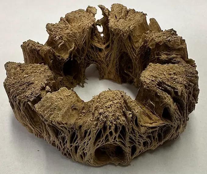 3 Natural Cholla Wood Air Plant Display Holders Individually Unique Round Decorative Stands (3 Pack Cholla Rounds) by GreenHaven Gardens