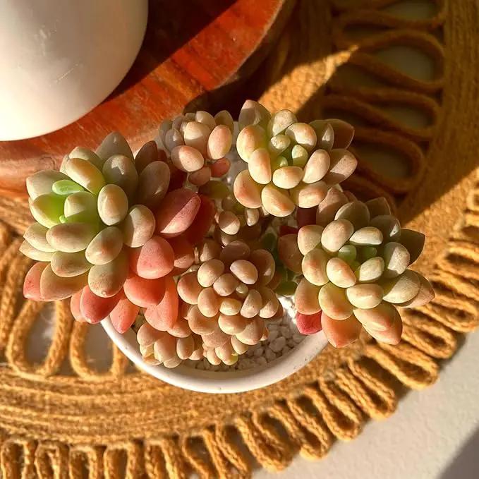 Sedum Caviar Rare Live Succulent Plants, Pink Cluster 3 Live Plant, Package Without Pot Soil, Garden Indoor Office Desk, Wedding Party Baby Shower Decoration, Friend Plant Lovers Gifts by GreenHaven Gardens