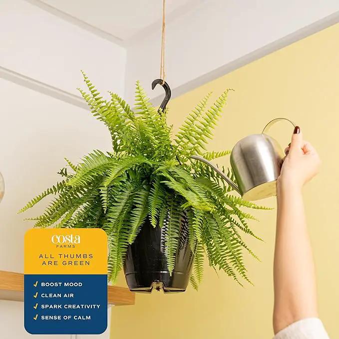 Costa Farms Ferns (2 Pack), Live Premium Boston Fern Plants in Hanging Basket Planters, Houseplants Potted in Soil Potting Mix, Outdoor Garden Gift, Beautiful Home Patio Décor, 16-Inches Tall by GreenHaven Gardens